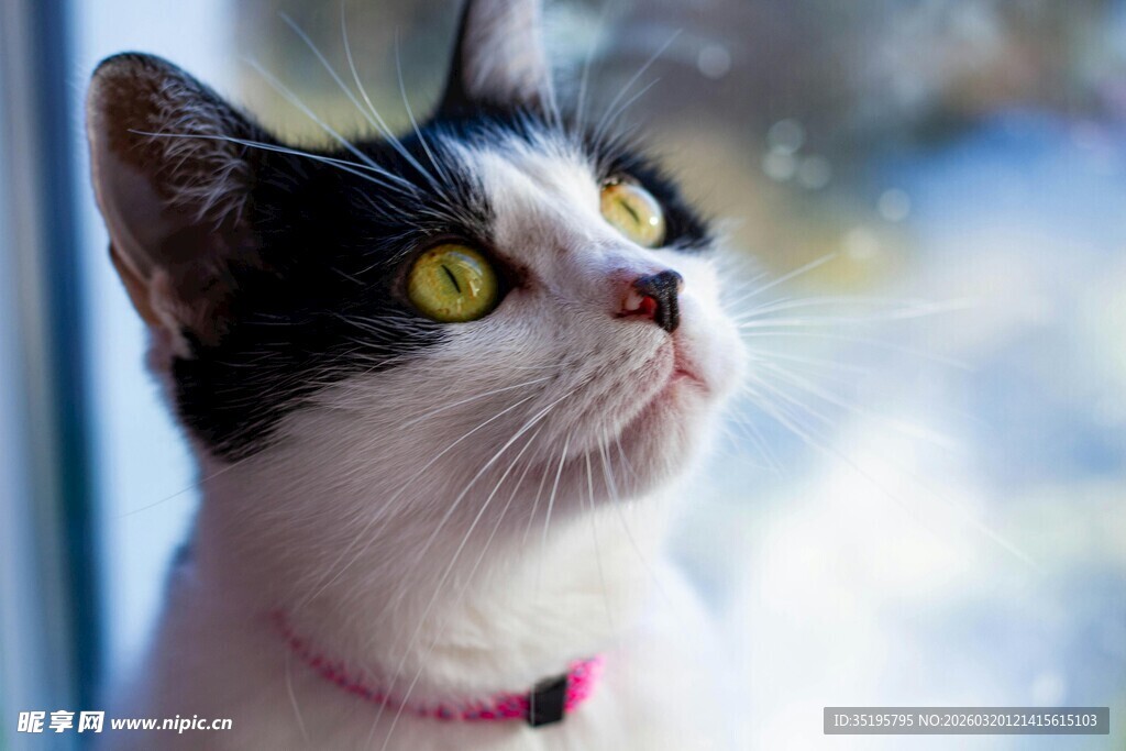 窗边凝望的黑白猫咪