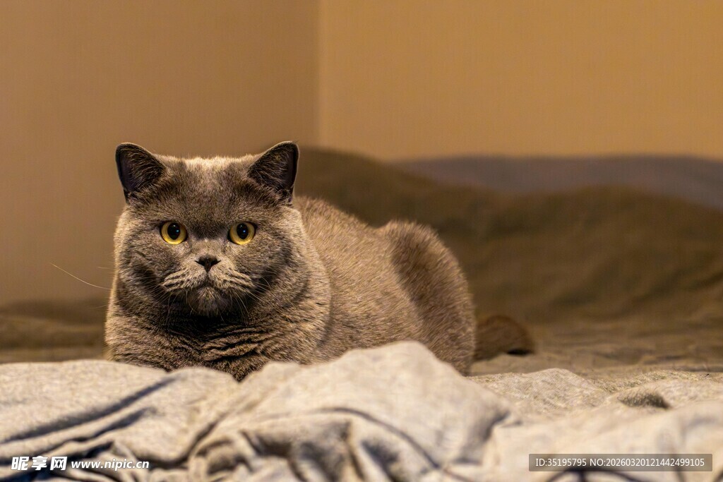 床上的慵懒蓝猫