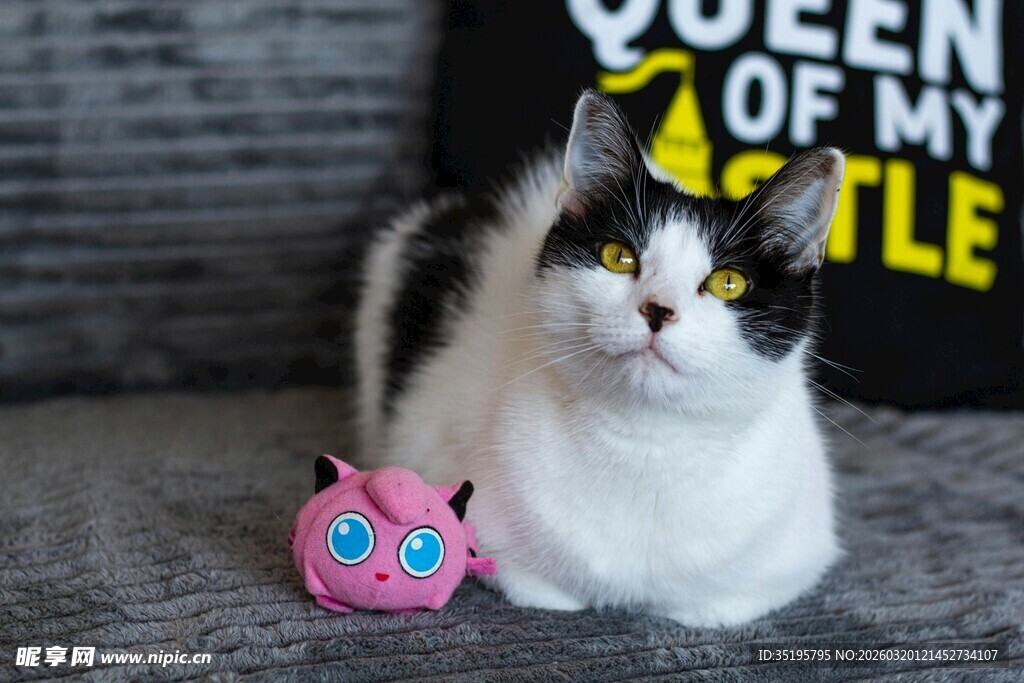 猫咪与粉色玩偶可爱同框