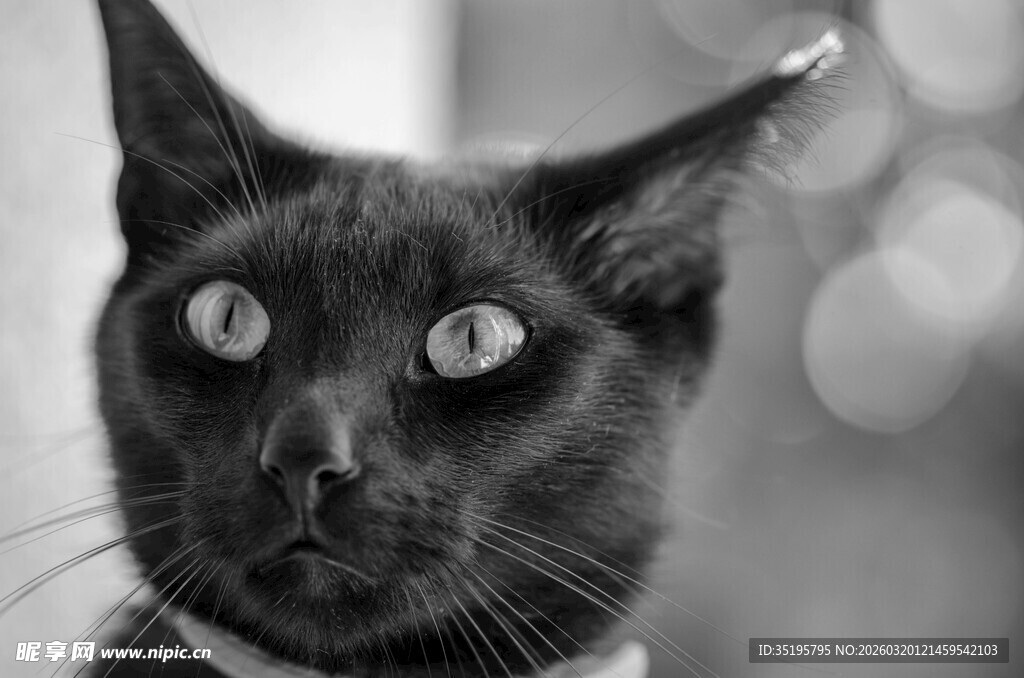 黑猫特写