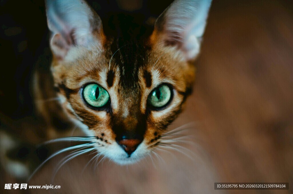 绿眼阿比西尼亚猫特写