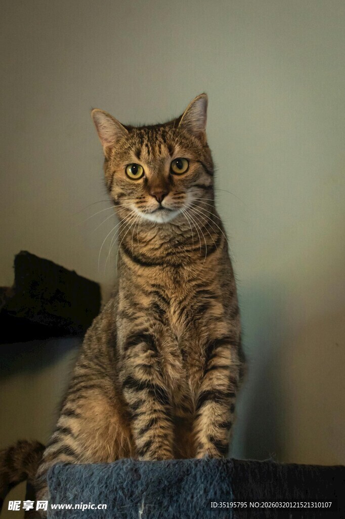 可爱斑纹猫端坐