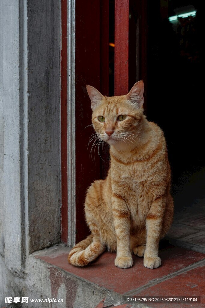 门口的橘猫