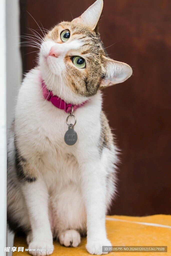 戴粉项圈的可爱猫咪