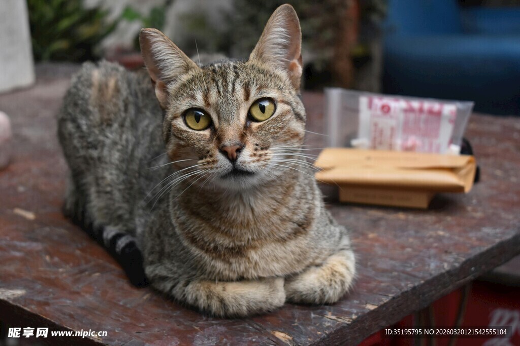 趴着的可爱猫咪摆件