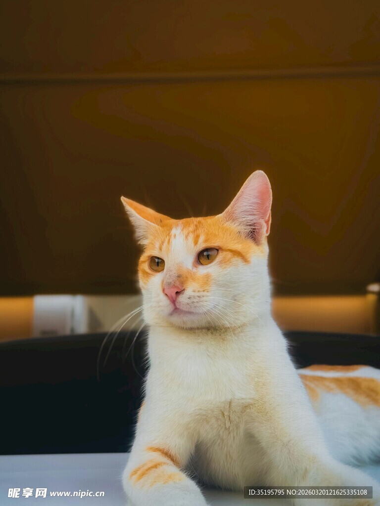 橘白猫咪悠闲趴卧