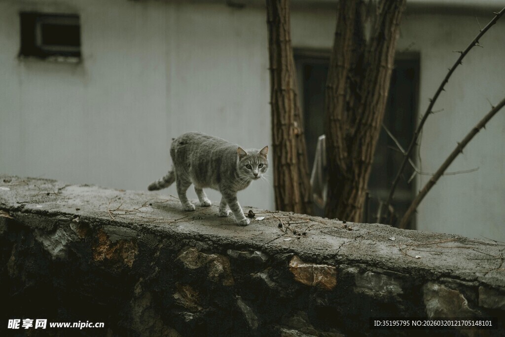 石墙上行走的灰色猫咪