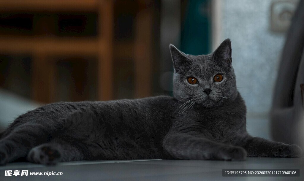 灰色猫咪慵懒趴坐