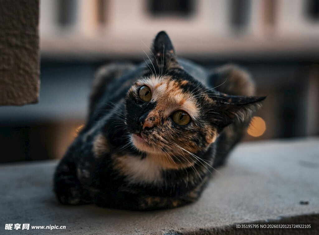 慵懒猫咪惬意趴坐