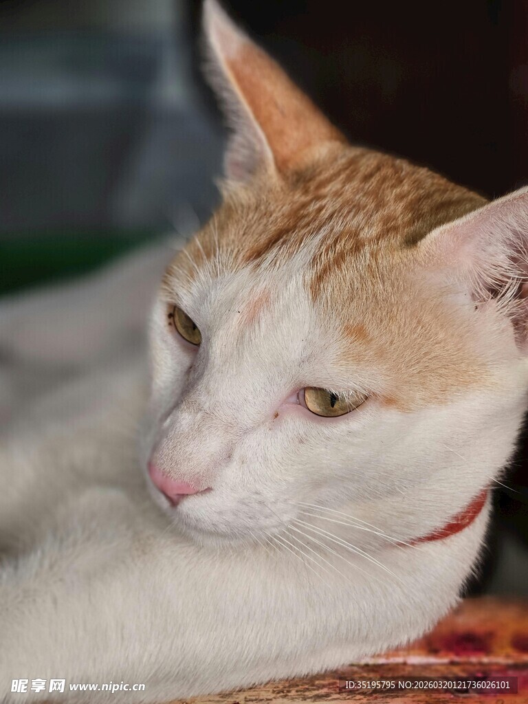 慵懒猫咪侧卧姿态