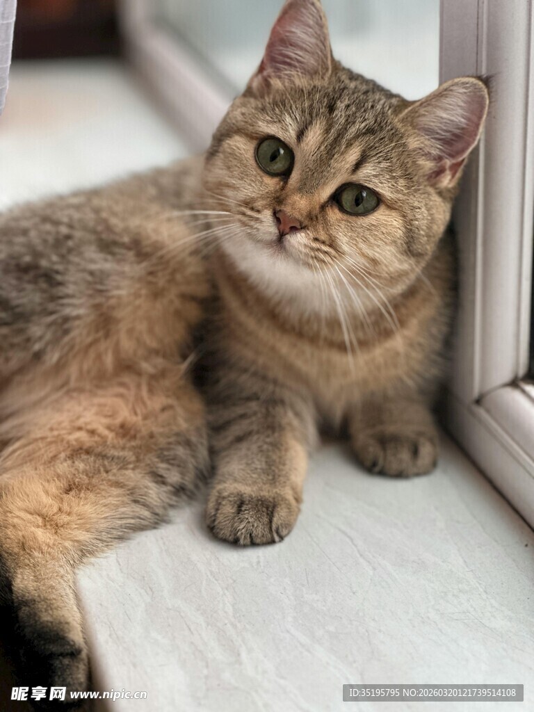 可爱小猫惬意卧于地板