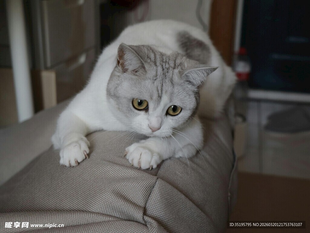 灰白猫咪趴卧沙发