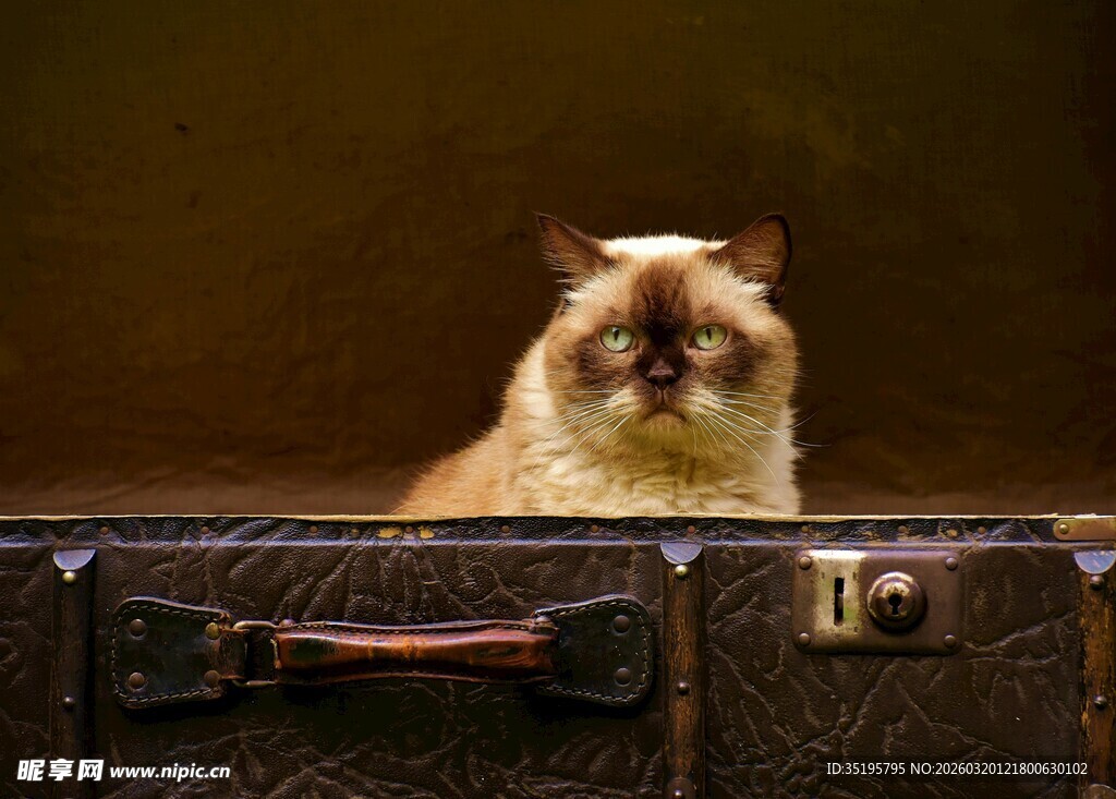 猫咪端坐复古行李箱上