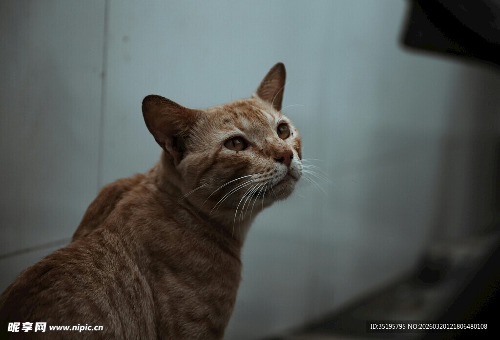 橘猫仰头望向上方