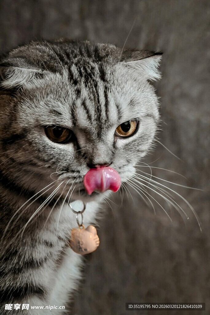 吐舌猫咪玩小物件