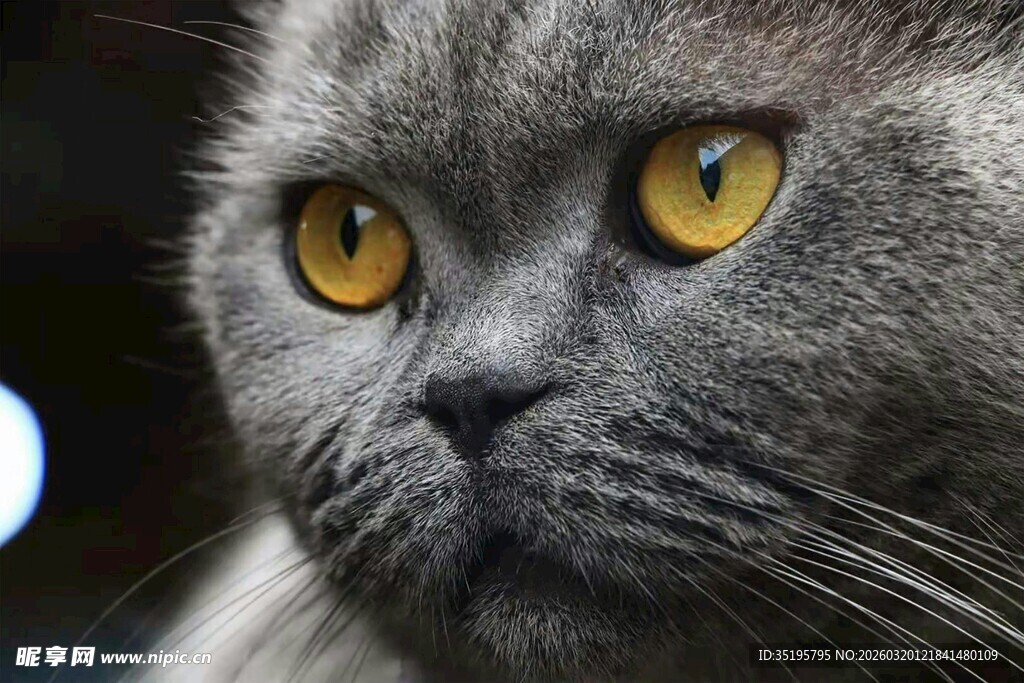 灰蓝猫咪的专注眼神