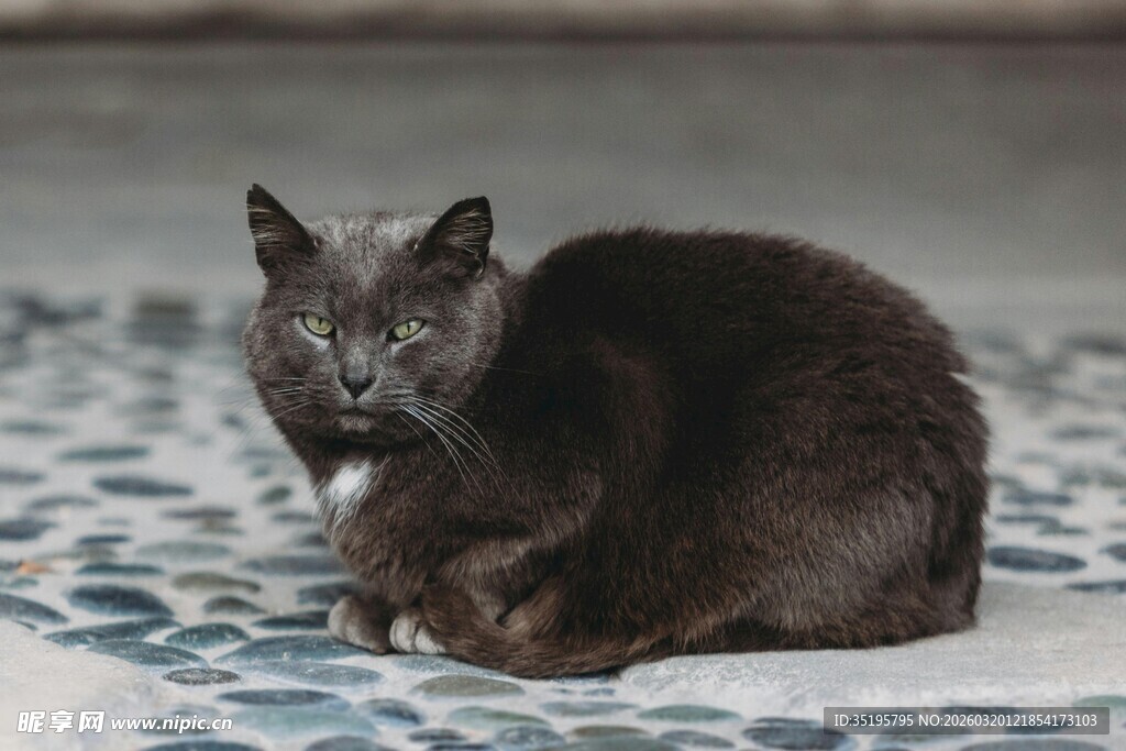 蜷坐的黑猫