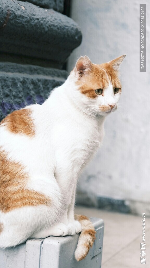 蹲坐的花纹猫咪