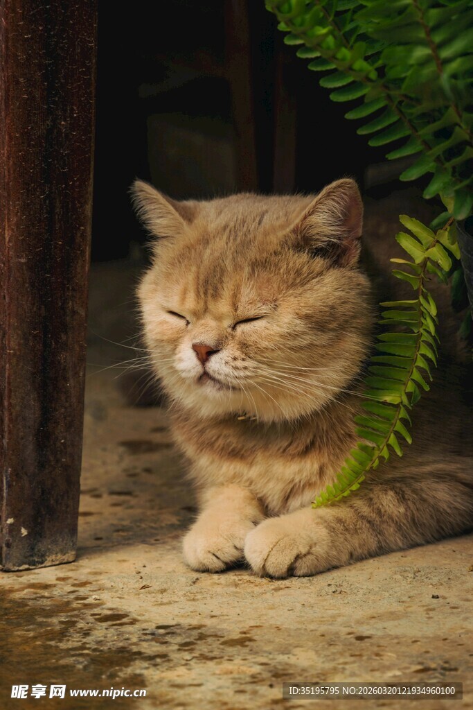 慵懒猫咪惬意休憩