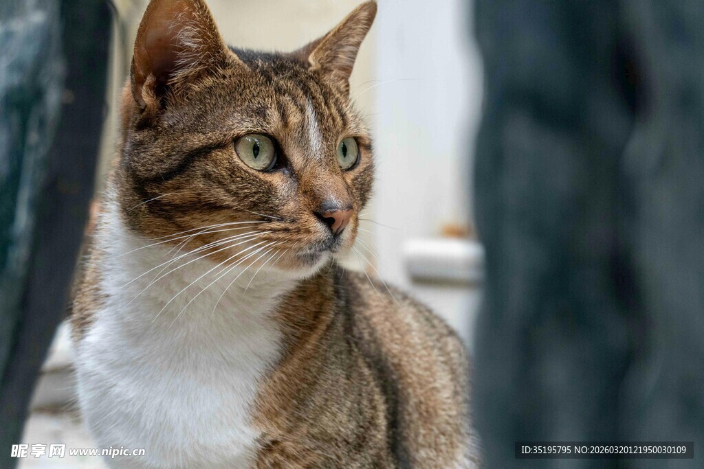 可爱棕白猫咪扭头瞬间