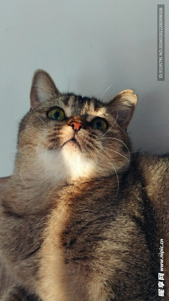 仰头的可爱猫咪