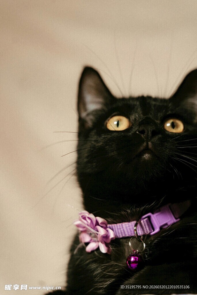 戴紫项圈的黑猫抬头看