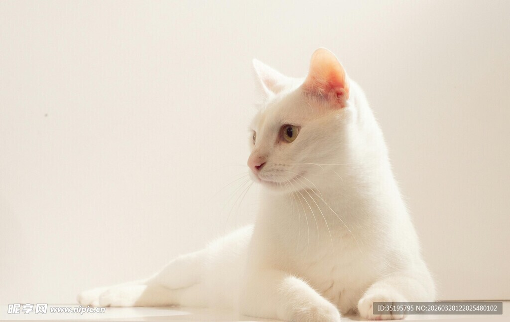 优雅白猫侧卧姿态迷人