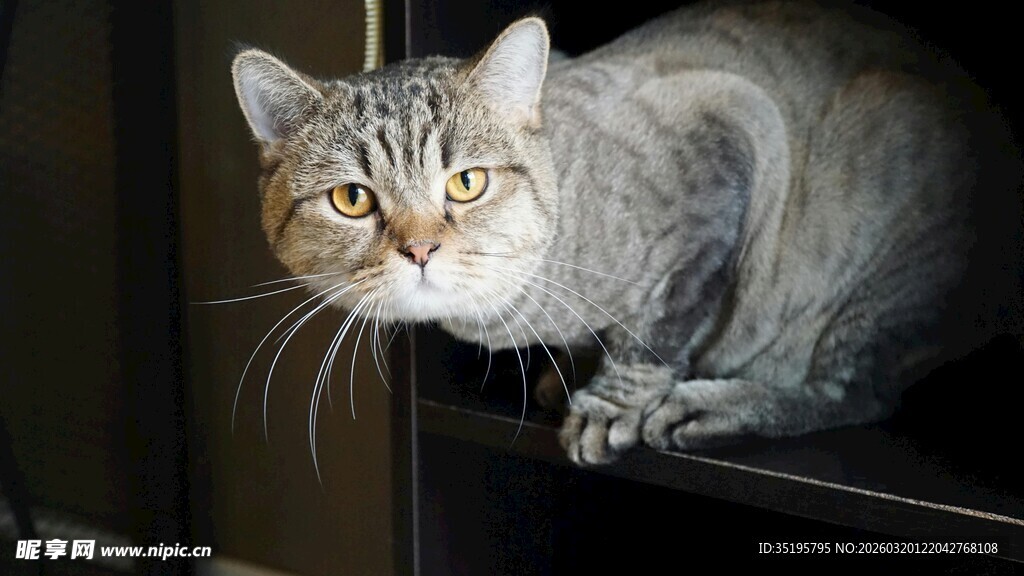 可爱猫咪趴于黑色物体上