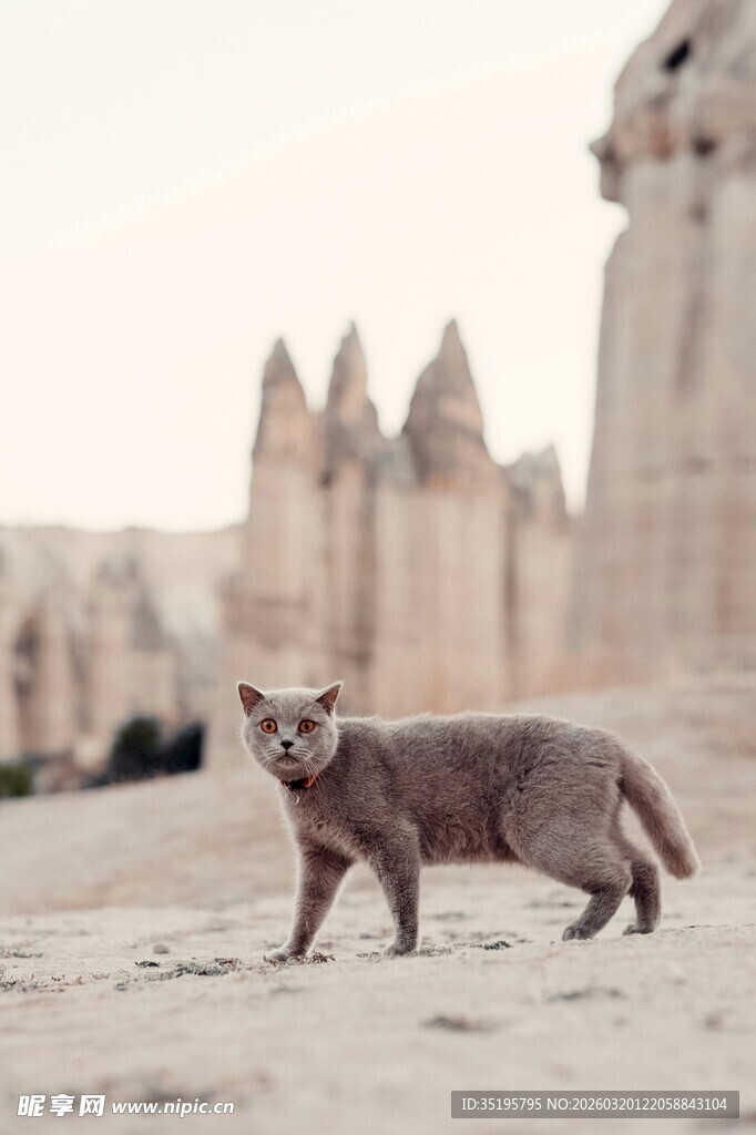 沙漠中独行的猫咪