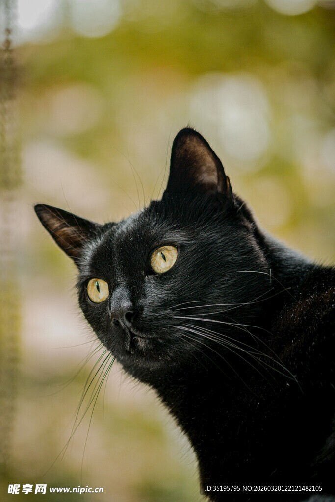 黑猫仰头好奇张望