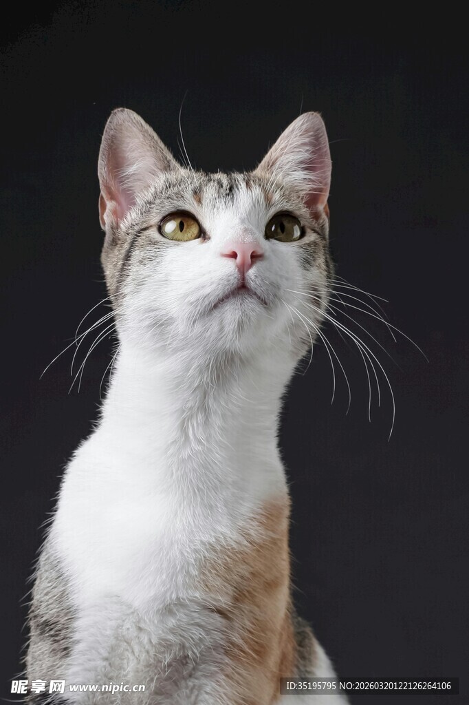 抬头凝望的三色猫咪