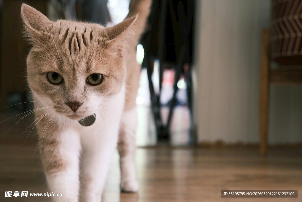 可爱小猫在室内地板行走