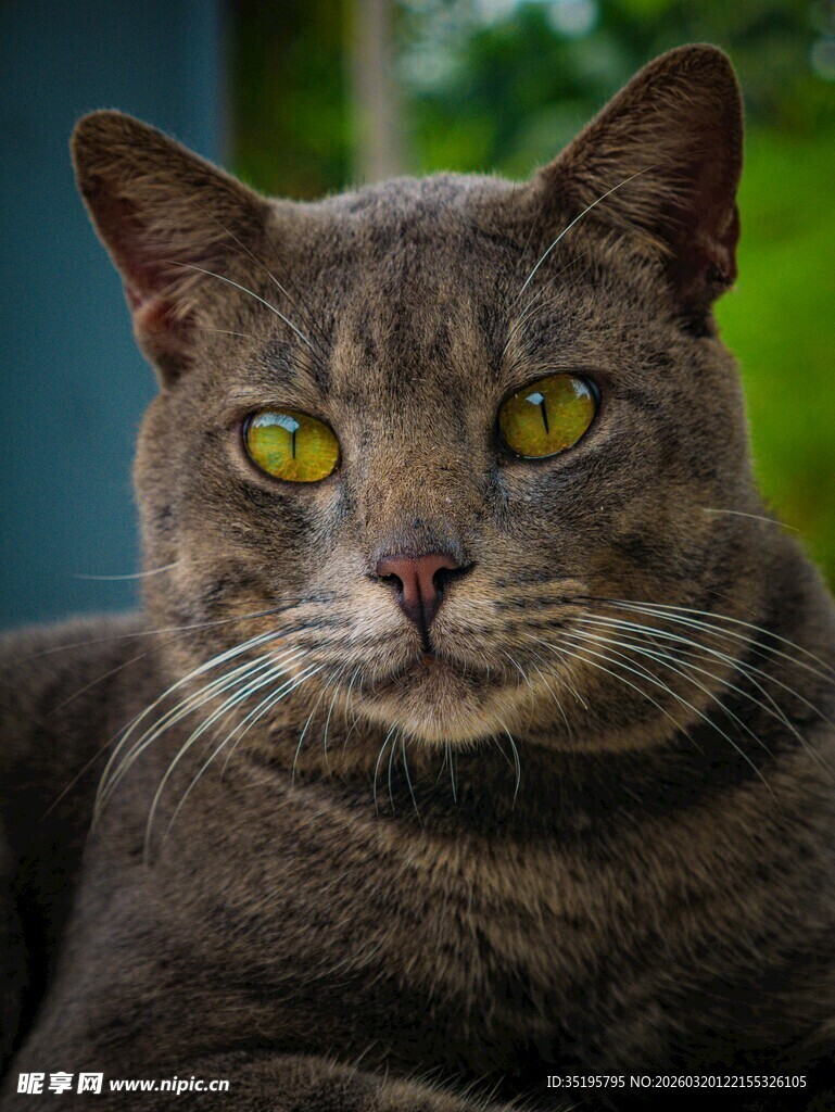 灰猫凝视特写
