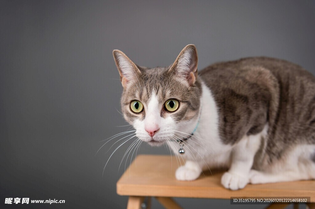 木桌上的可爱斑纹猫咪
