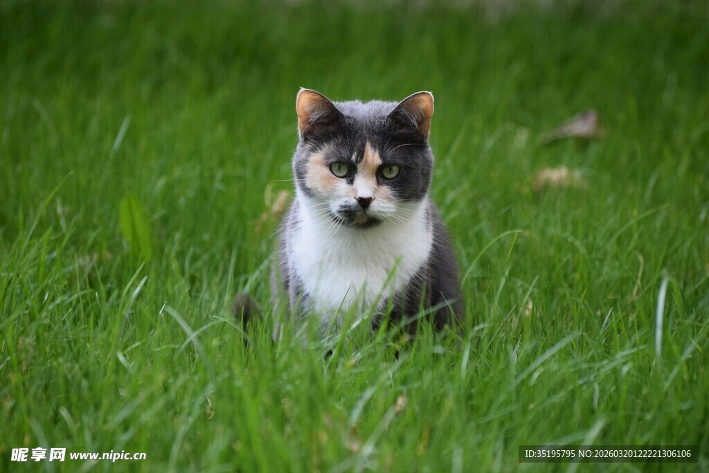 草地上的三色猫咪