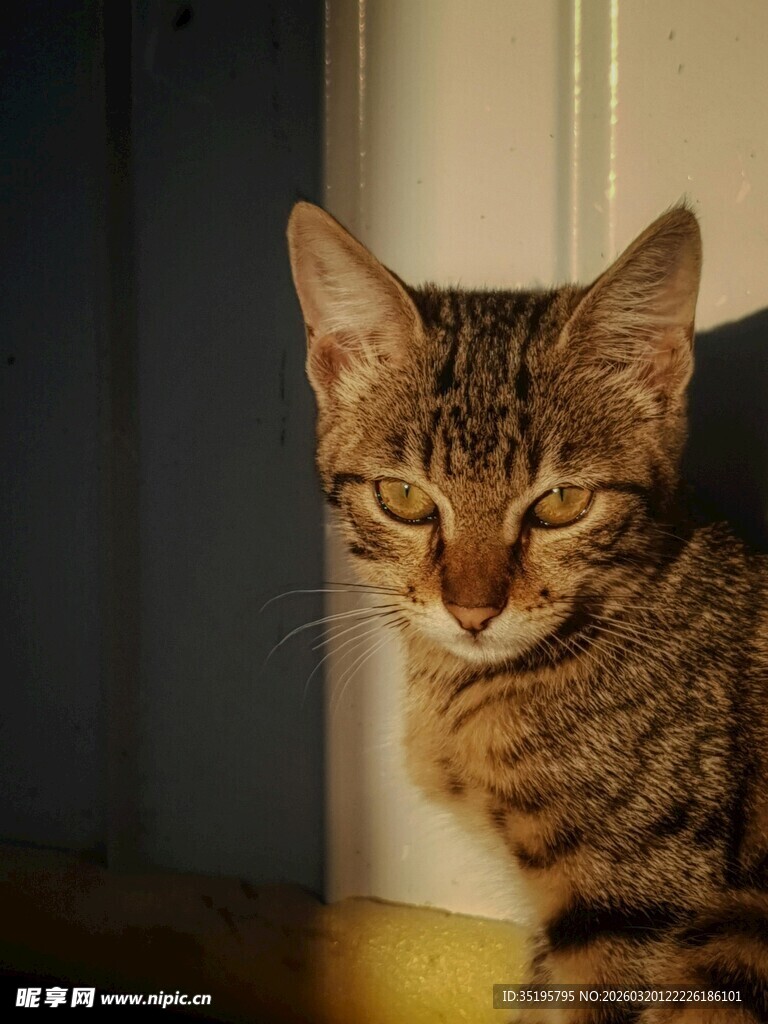 窗边慵懒的条纹猫咪