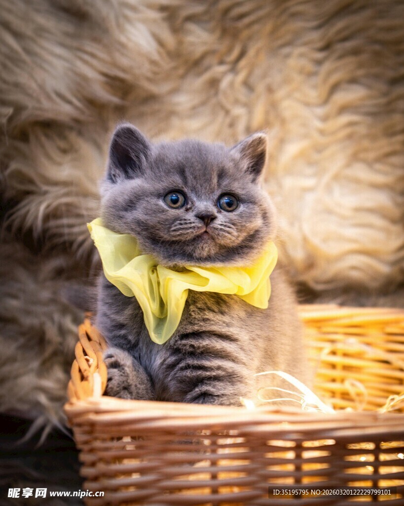 篮子里戴黄围巾的小萌猫