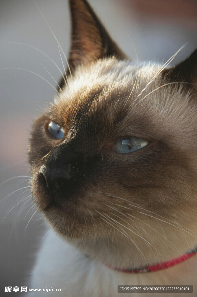 戴红项圈的暹罗猫