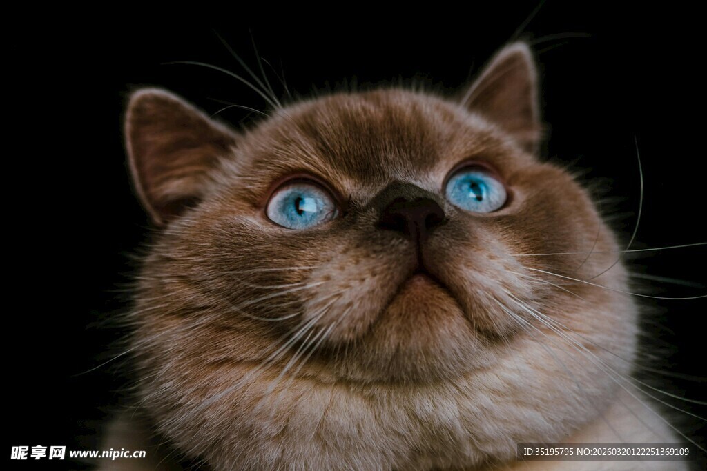 蓝眼萌猫抬头凝望