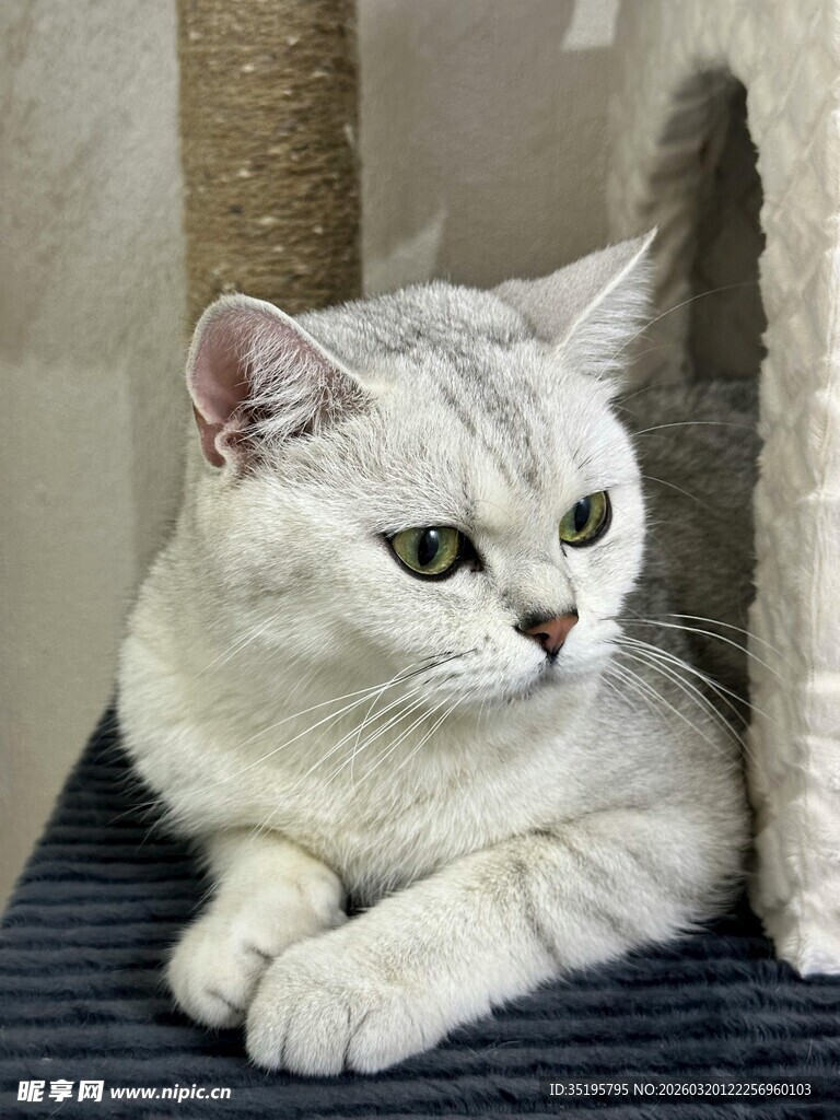 银白猫咪惬意趴卧