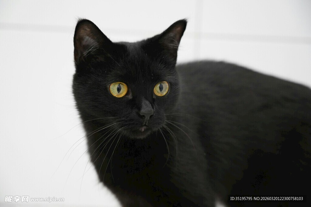 黑猫侧身凝视