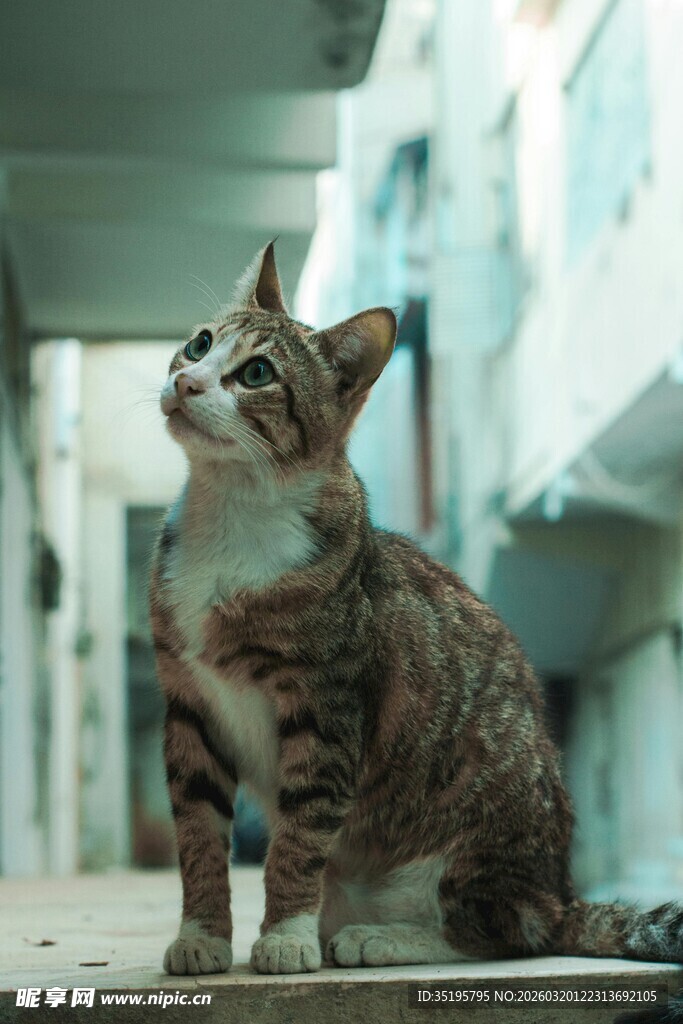 蹲坐眺望的斑纹猫咪