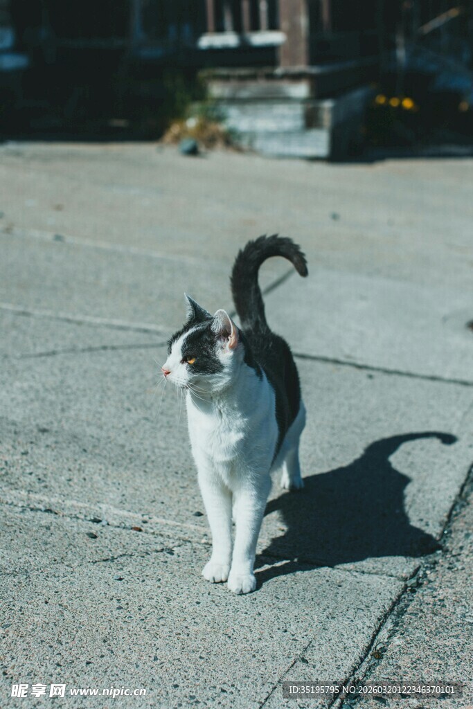 户外行走的黑白花纹猫咪