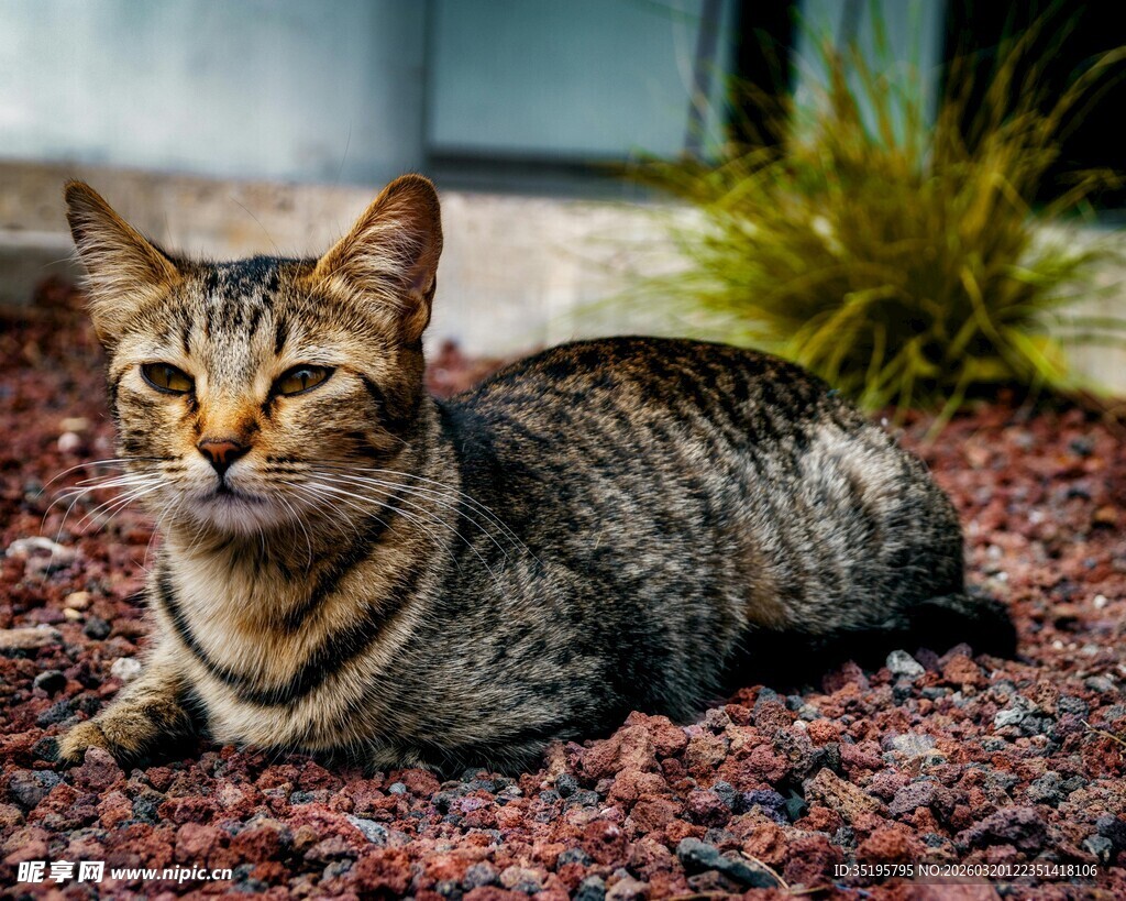 卧在碎石上的斑纹猫咪