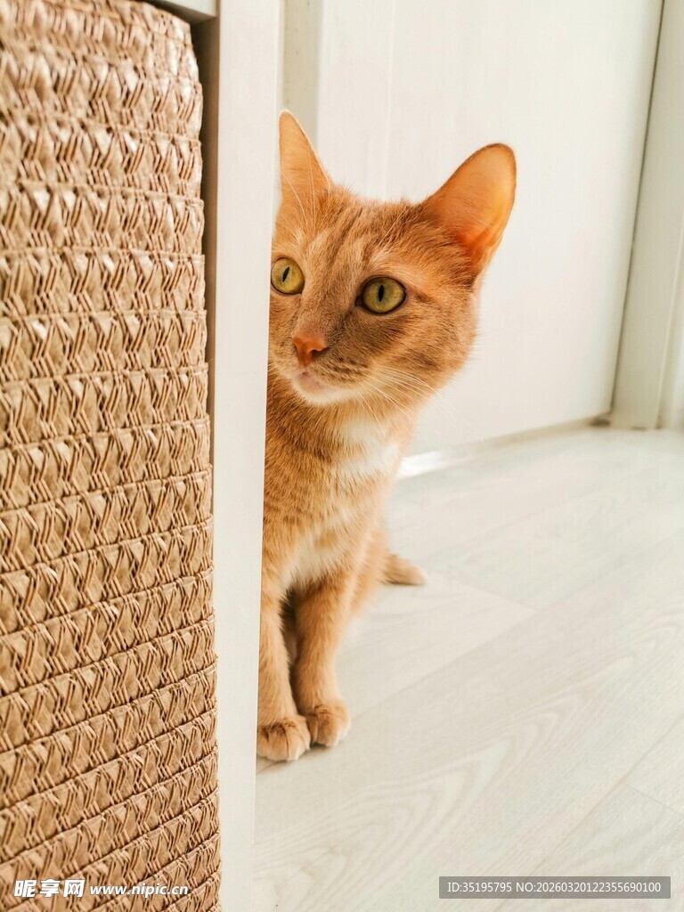 橘猫躲在猫抓板后张望