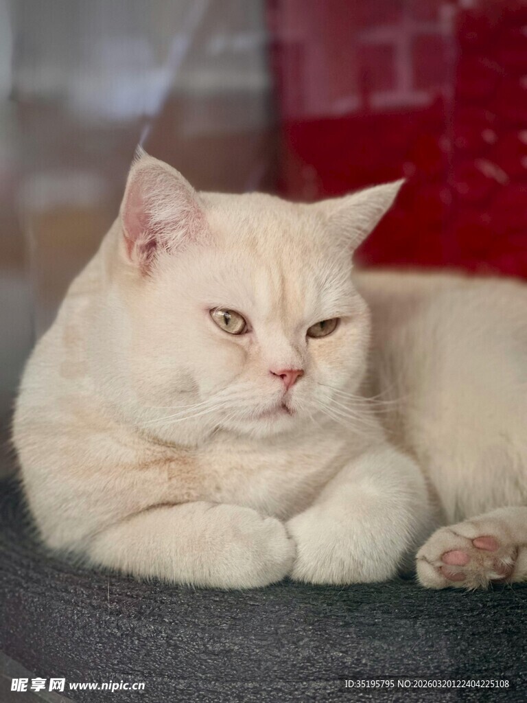 慵懒猫咪惬意趴卧