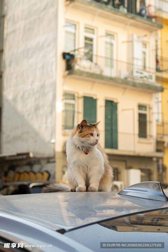 车顶猫咪的悠闲时光