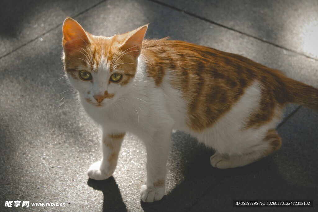 阳光下的橘白猫咪