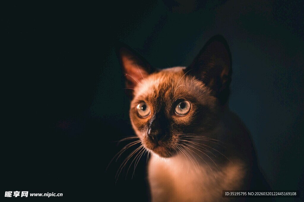 暹罗猫凝视瞬间