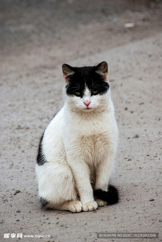 黑白花猫安静蹲坐